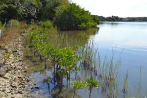 Mangroves and Spartina Alterniflora