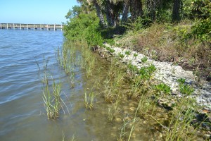 Shoreline Stabilization Project