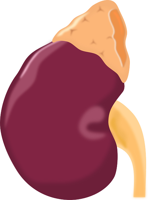 kidney-159117_640